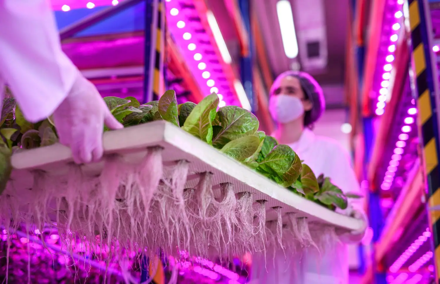 Vertical farming - ogrodnictwo przyszłości w praktyce